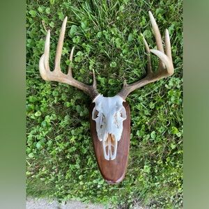 Buck Skull Wall Mount
